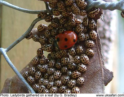 do insects sleep
