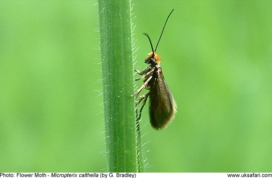 Flower Moth