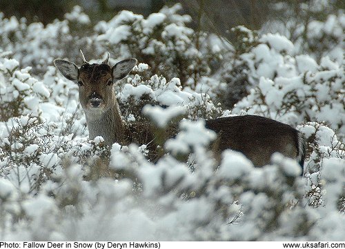 Fallow Deer in Snow by Deryn Hawkins