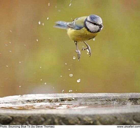 Blue Tit by Steve Thomas