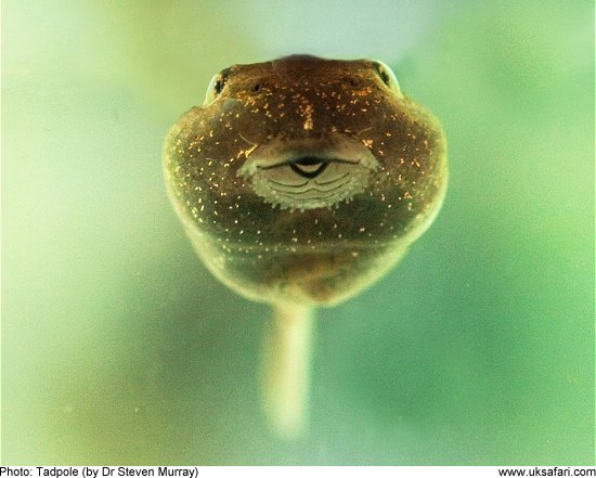 Tadpole by Dr Steven Murray