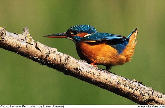 Kingfisher by Dave Bowron