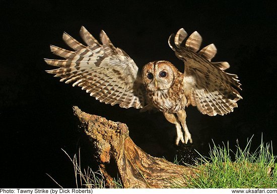 Tawny Owl by Dick Roberts