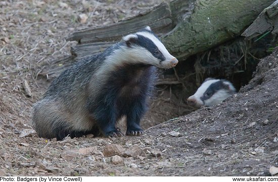 Badgers by Vince Cowell