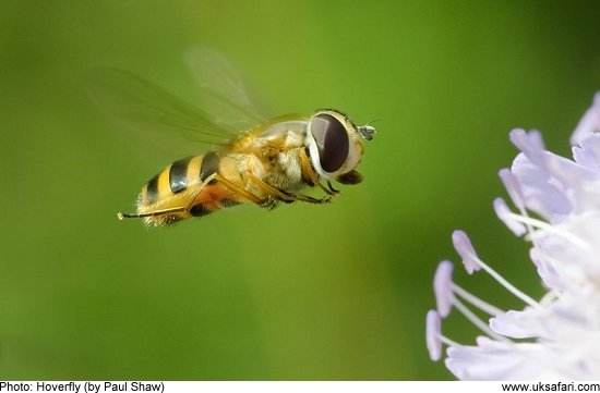 Hoverfly by Paul Shaw