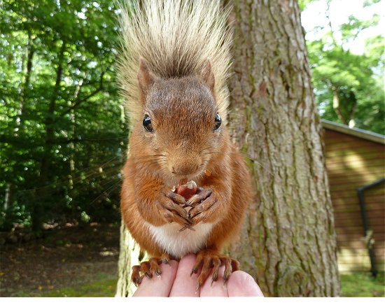 Red Squirrel by Andrew Forsyth