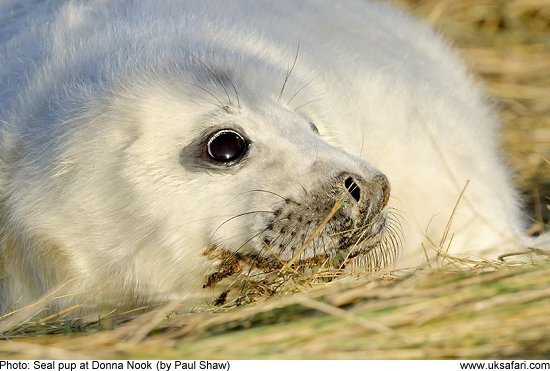 Seal Pup by Paul Shaw