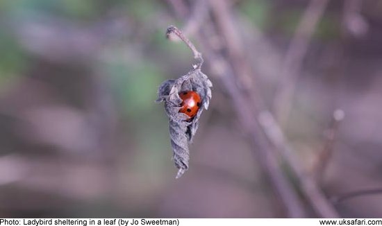 Ladybird by Jo Sweetman