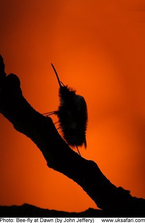 Bee-fly at Dawn by John Jeffery