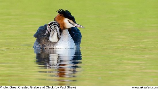 Grebe and Chick by Paul Shaw