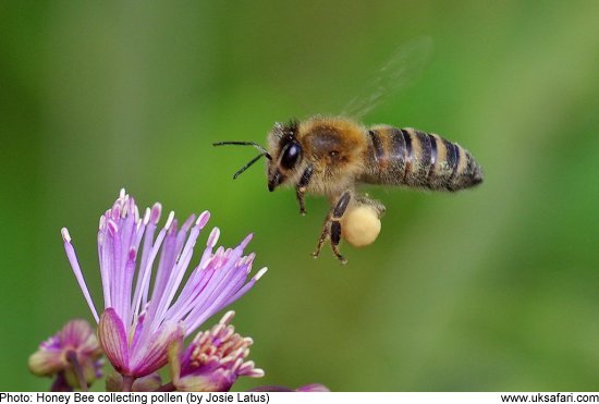 Honeybee by Josie Latus