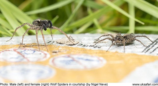 Wolf spider courtship by Nigel Neve