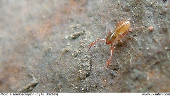 pseudoscorpion