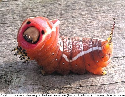 Image result for puss Caterpillar gif