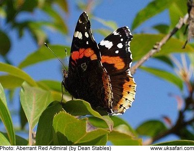 Red Admiral