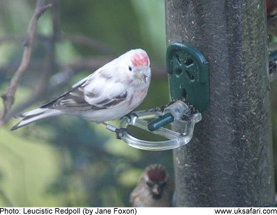 Leucistic Redpoll