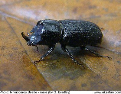 Rhinoceros Beetle