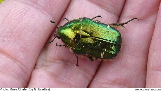 Rose Chafer