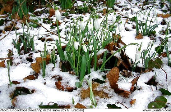 Snowdrops in snow