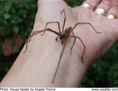 Image result for giant house spider