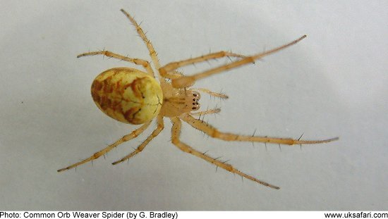common orb weaver spider