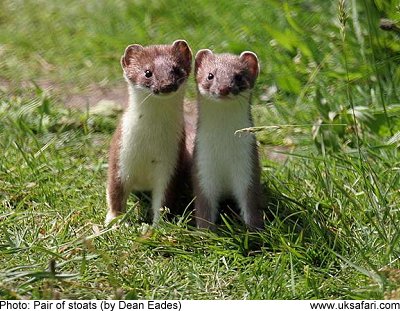 stoat03.jpg