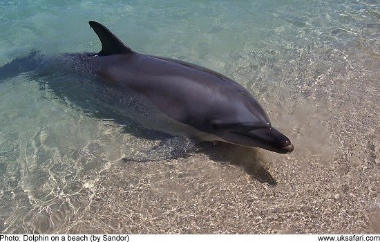 dolphin on a beach