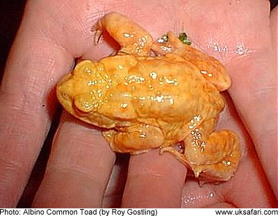 Albino Toad