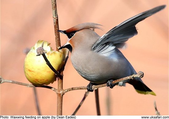 waxwing feeding on apple