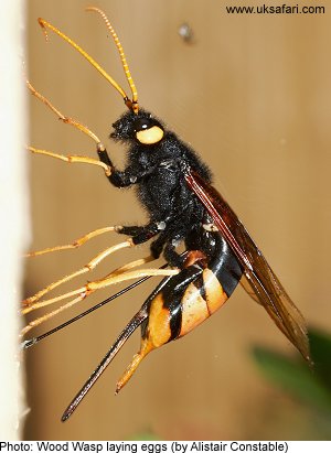 woodwasp14