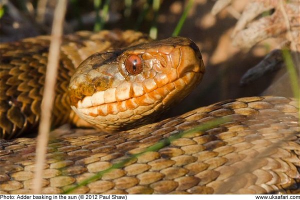 Adder basking in grass