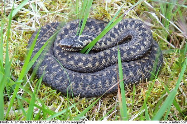 Adder basking in grass