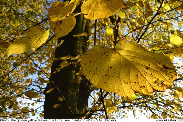 Golden leaves on a Lime Tree in autumn by G. Bradley