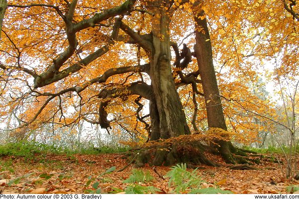Autumn colours by G. Bradley