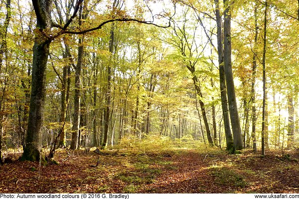 Autumn woodland colours by G. Bradley