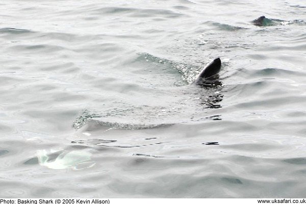 Basking Shark