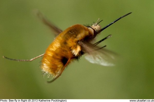 Bee Fly in flight