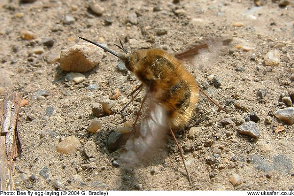 Bee Fly egg laying
