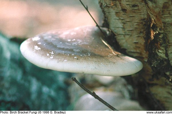 birch bracket fungi