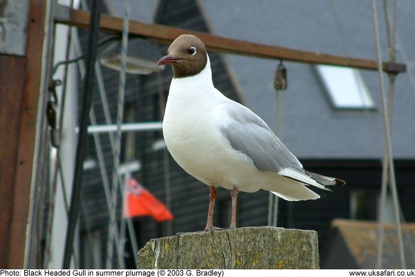 Black Headed Gull