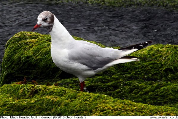 Black Headed Gull