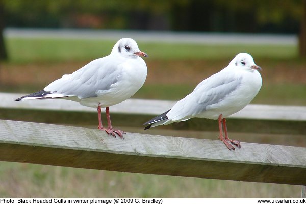 Black Headed Gull