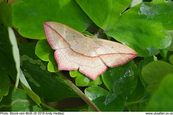 Bloodvein Moth