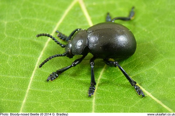 Bloody-Nosed Beetle