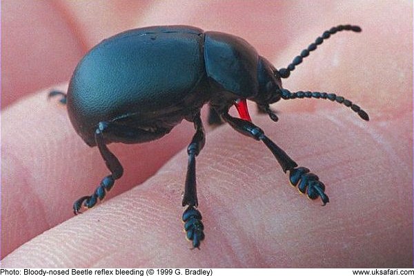 Bloody-Nosed Beetle reflex bleeding