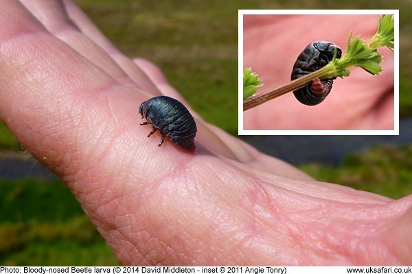 Bloody-Nosed Beetle larvae