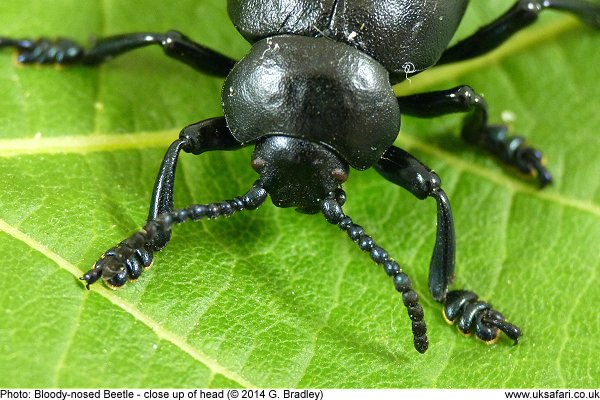 Bloody-Nosed Beetle close up