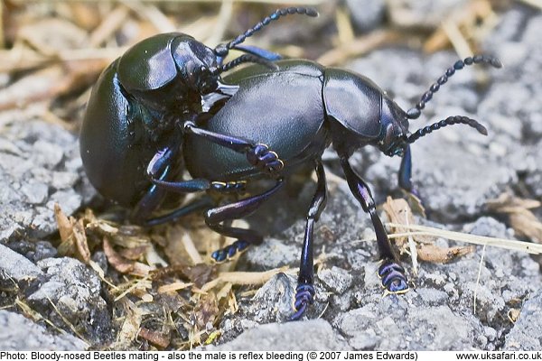 Bloody-Nosed Beetle close up