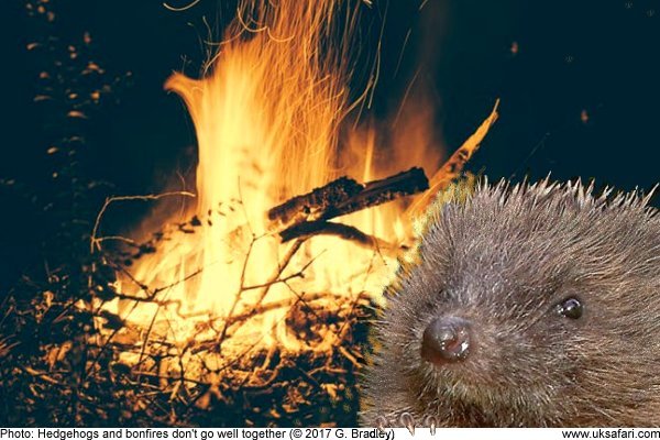 Hedgehog next to a bonfire by G. Bradley
