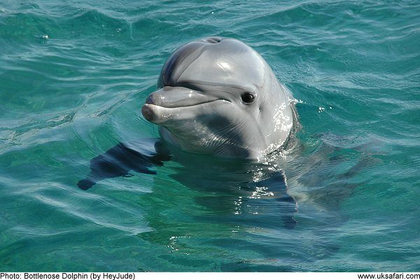 Bottle-nosed Dolphin
